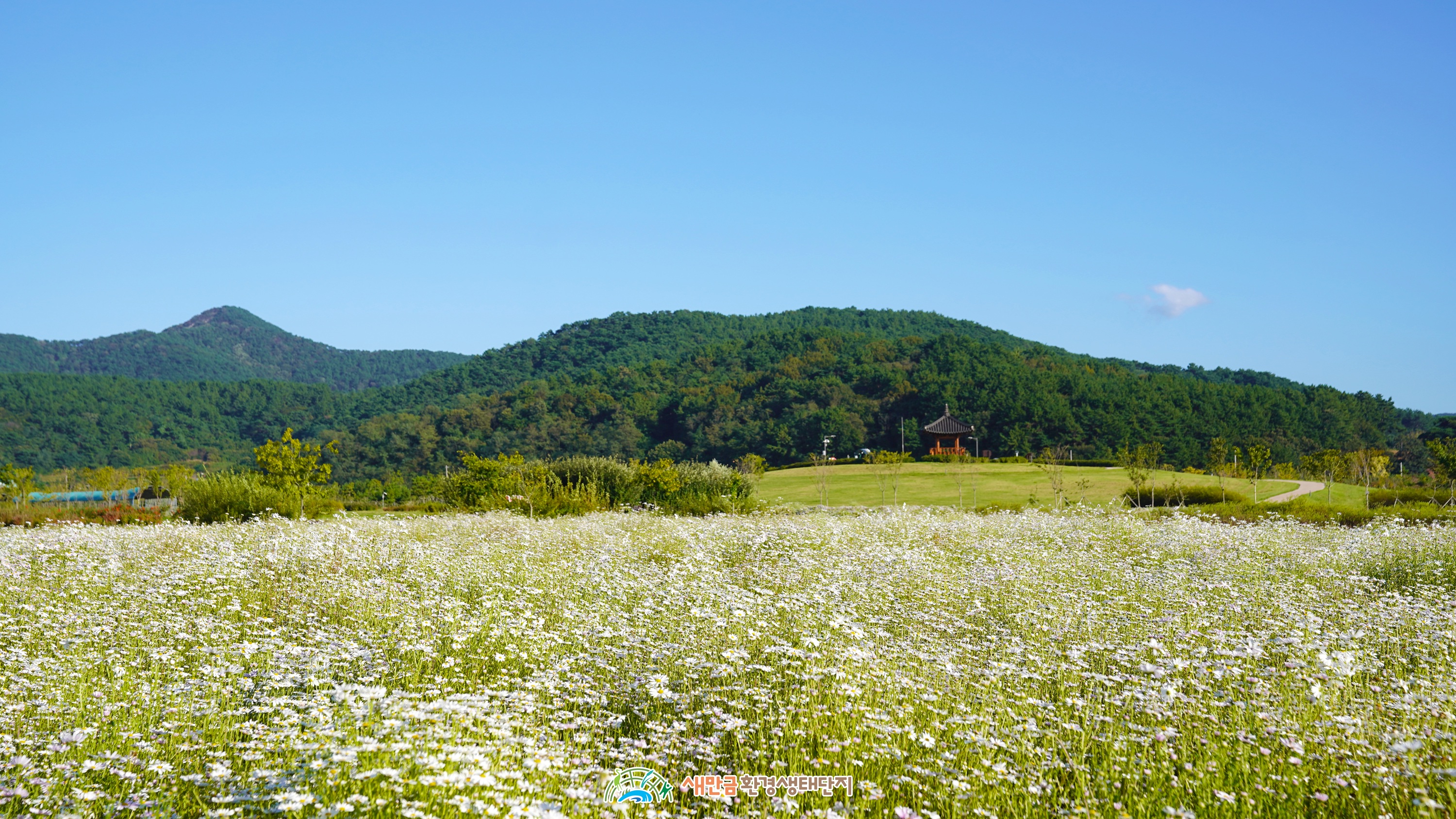 구절초1 복사.jpg